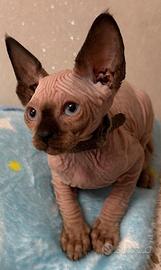 Sphynx