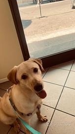 Labrador Femmina