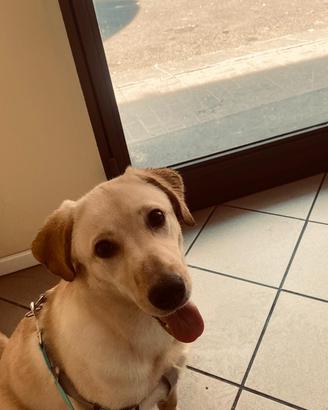 Labrador Femmina