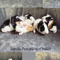 Porcellini d'India