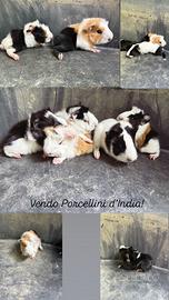 Porcellini d'India