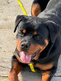 Rottweiler