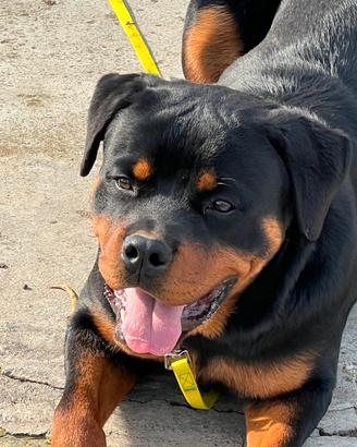 Rottweiler