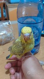 Cocorita