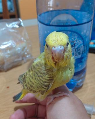 Cocorita