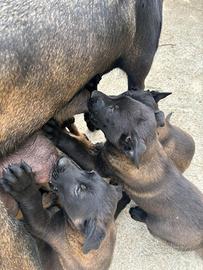 Pastore belga Malinois