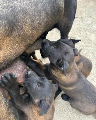 Pastore belga Malinois