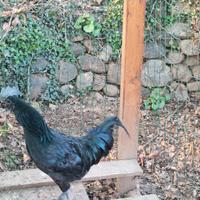 Gallo cemani