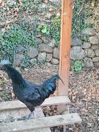 Gallo cemani