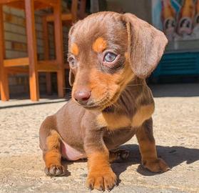 Ultimo bassotto toy cioccolato