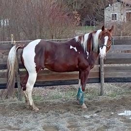 Cavallo paint x la stagione di monta