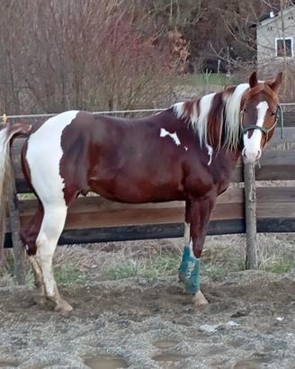 Cavallo paint x la stagione di monta