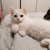 Munchkin standard