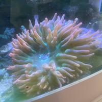 Anemoni acquario marino