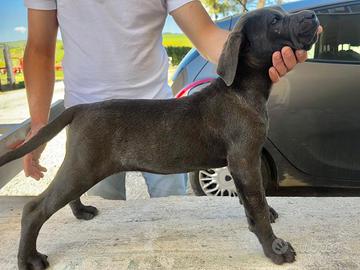 Cucciole cane corso