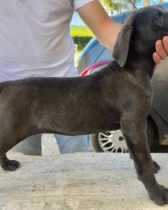 Cucciole cane corso