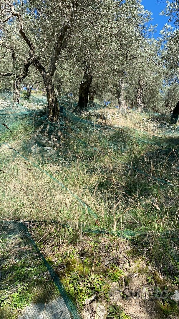 Terreno agricolo uliveto 10000 mq 1 ettaro- PSR - Vista 3