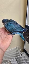 Parrocchetti monaci parrocchetti dal collare blu