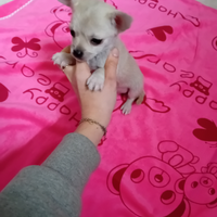 Chihuahua piccole