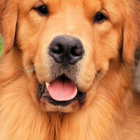 Cuccioli golden retriever linea Americana