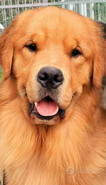 Cuccioli golden retriever linea Americana