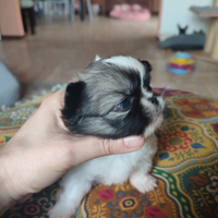 Chihuahua pelo lungo