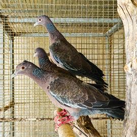 Colombi picazuro sessati