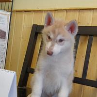 Cucciola dí Siberian Husky