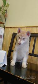 Cucciola dí Siberian Husky