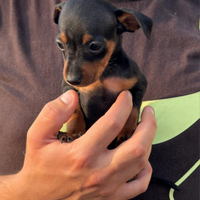 Disponibili pinscher di piccola taglia