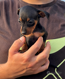 Disponibili pinscher di piccola taglia