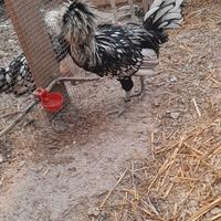 Galletti padovani ciuffati argento