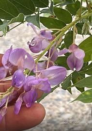 Bonsai glicine fiore viola spedizione gratuita