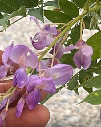 Bonsai glicine fiore viola spedizione gratuita