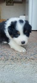 Cuccioli di Australian Shepherd / Past. Australian