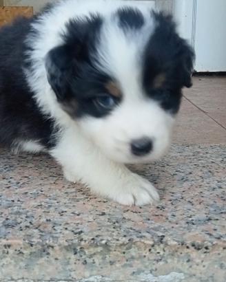 Cuccioli di Australian Shepherd / Past. Australian