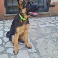 Pastori tedeschi cuccioli