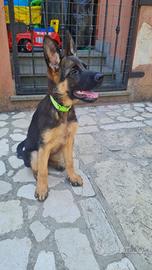 Pastori tedeschi cuccioli