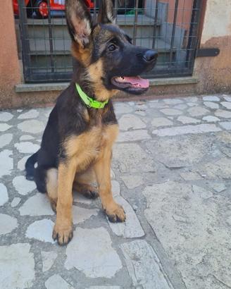 Pastori tedeschi cuccioli