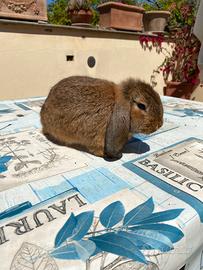Ultimo cucciolo coniglio ariete nano