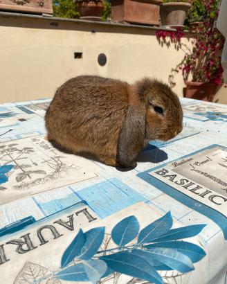Ultimo cucciolo coniglio ariete nano