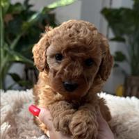 Barboncino toy femmina