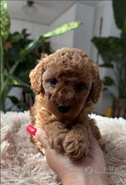 Barboncino toy femmina