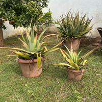 Piante Aloe