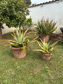 Piante Aloe