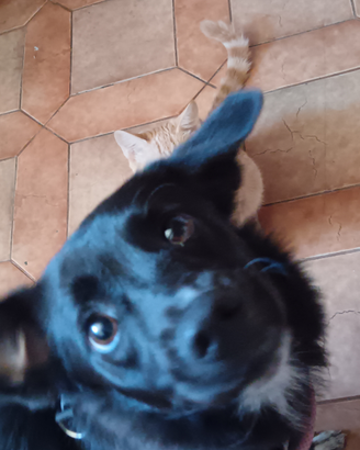 Cagnolina meticcia