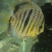 Discus
