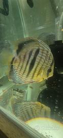 Discus