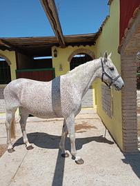 Cavalla