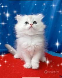 Gattino British longhair